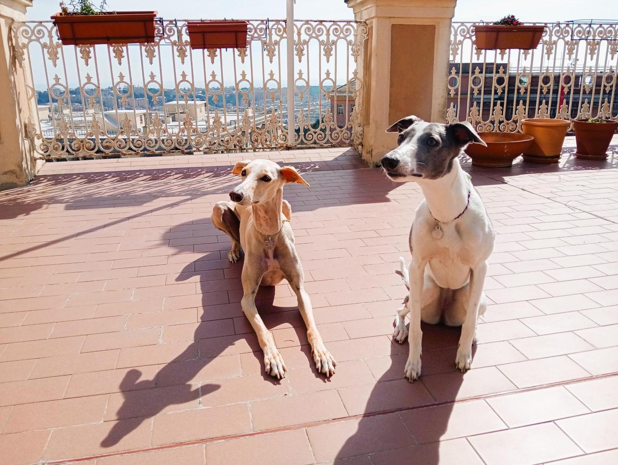 I Musetti Guesthouse Cenova Dış mekan fotoğraf